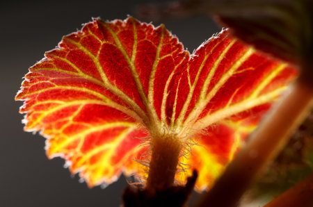 A leaf with a red and yellow color. The leaf is curled up and has a brown stem