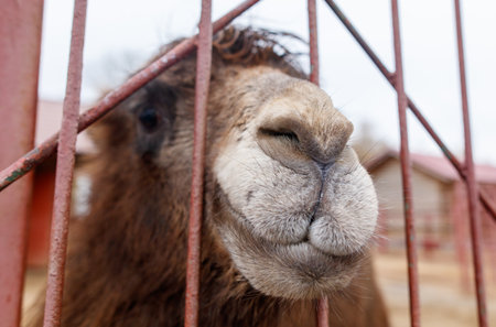 A camel is looking at the camera through a metal fence. The fence is red and the camel is brownの写真素材