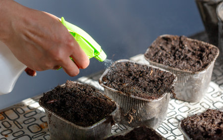 A person is spraying a green spray bottle on a tray of dirt. The dirt is in small containers, and...