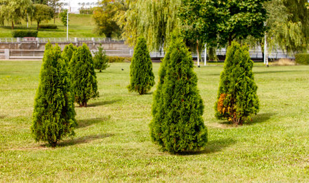 A row of evergreen trees are lined up in a park. The trees are green and well-maintained, giving the park a peaceful and serene atmosphereの写真素材