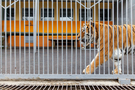 A tiger is walking through a metal fence. The fence is behind a building with orange wallsの写真素材