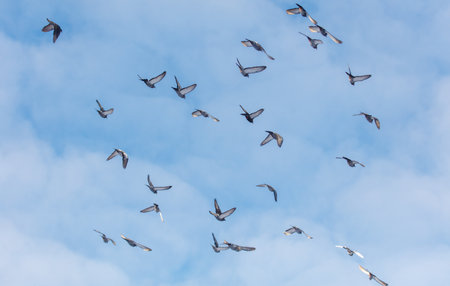 A flock of pigeons flying in the sky. The birds are scattered in different directions, some flying higher and others lower. The sky is clear and blue, with no clouds in sightの写真素材