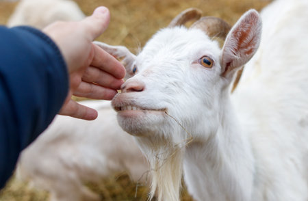 A goat is being petted by a person. The goat has a white face and a white bodyの写真素材