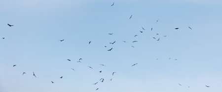 A flock of birds flying in the sky. The birds are scattered in different directions, some flying higher and some lower. The sky is clear and blue, with no clouds in sightの写真素材