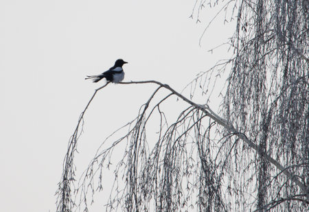 A bird is perched on a branch of a tree. The bird is black and white. The sky is cloudy and grayの写真素材
