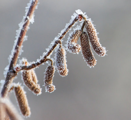 A branch covered in frosty snow and small brown buds. The buds are covered in frost and appear to be in the process of bloomingの写真素材