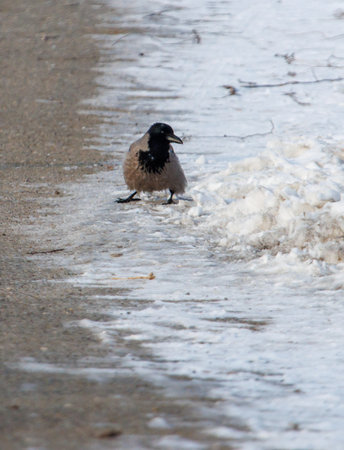A bird is walking on a snowy road. The bird is small and black. The snow is white and covers the...