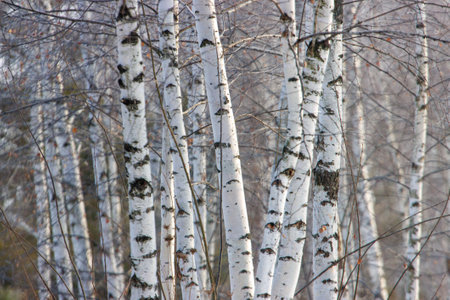 A row of white birch trees with brown leaves on the ground. The trees are bare and the leaves are fallingの写真素材