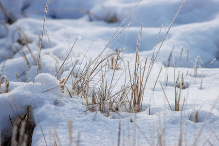 A snowy field with a few grasses poking through the snow. The snow is white and the grass is brownの写真素材