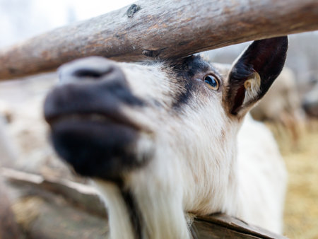 A goat with a black nose and white face is looking at the camera. The goat is in a pen with other animalsの写真素材