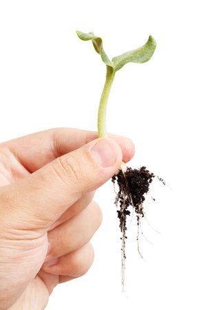 A hand holding a plant with its roots showing. Concept of growth and the importance of nurturing...