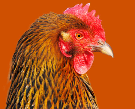 A chicken with a red beak and a brown and black head. The chicken is standing on a red background