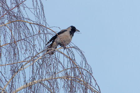 A bird is perched on a tree branch. The sky is clear and blue. The bird is black and white