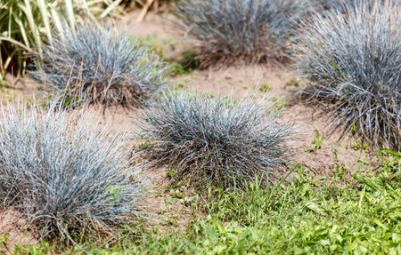 A bunch of blue flowers are growing in a field. The flowers are small and scattered, with some of them being taller than others. The field is mostly covered in grass, with some dirt patches visibleの写真素材