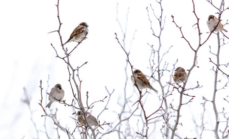 A group of birds are perched on a tree branch. The birds are of different sizes and colors, and they are all sitting close together. The scene is peaceful and sereneの写真素材