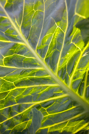 A leafy green plant with a yellowish tint. The leaf is very thin and has a lot of veins