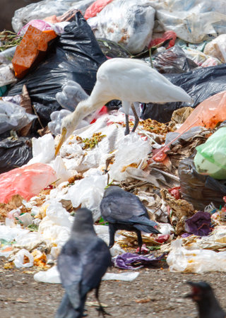 A white bird is eating from a pile of trash. The trash is full of plastic bags and other garbageの写真素材
