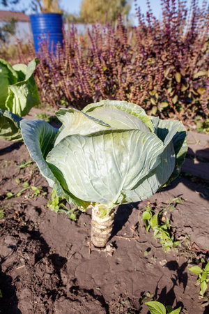 A large green cabbage is growing in a garden. The cabbage is surrounded by other plants, including some purple flowers. The garden appears to be well-maintained and healthyの写真素材