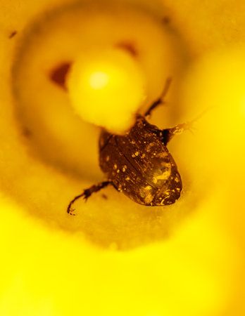 A bug is seen in a yellow flower. The bug is brown and has a black head. The flower is yellow and has a white centerの写真素材