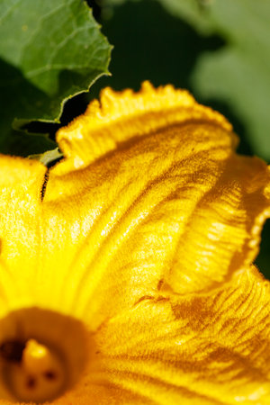 A close up of a yellow flower with a green stem. The flower is in the foreground and the stem is in the background. The flower is the main focus of the imageの写真素材