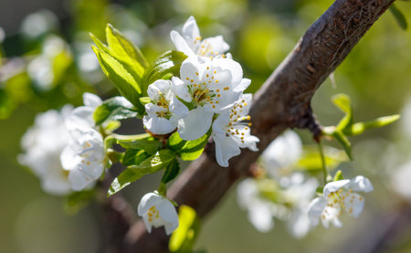 A tree branch is covered in white flowers. The flowers are small and delicate, and they are arranged...