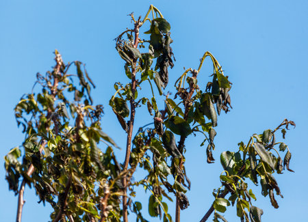 Leaves on walnut tree after frost against blue sky. Spring.の写真素材