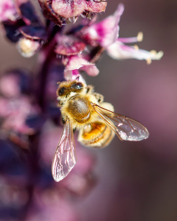 A bee is sitting on a purple flower. The bee is brown and yellow
