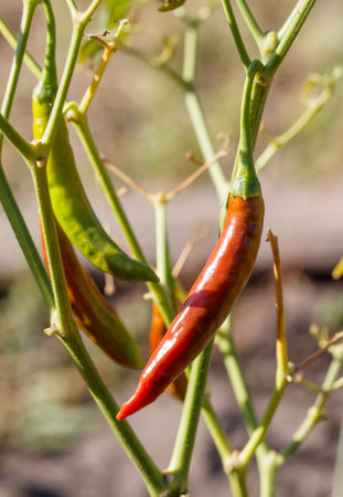 A red pepper is hanging from a plant. The peppers are green and redの写真素材