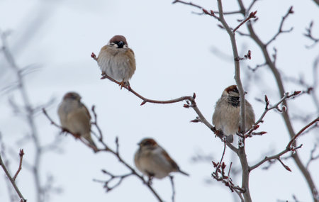 Four birds are sitting on a branch of a tree. The birds are brown and white in color. The image has...