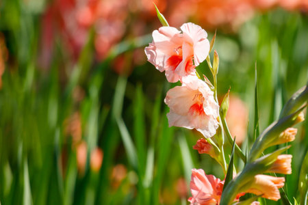 A bunch of pink flowers are in a field of green grass. The flowers are in full bloom and are very prettyの写真素材