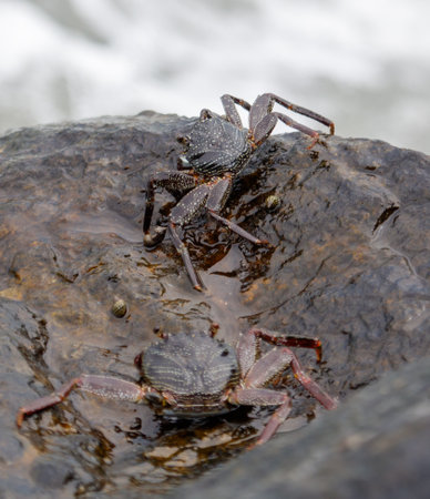 Two crabs are in a small pool of water. One is on the left and the other is on the right
