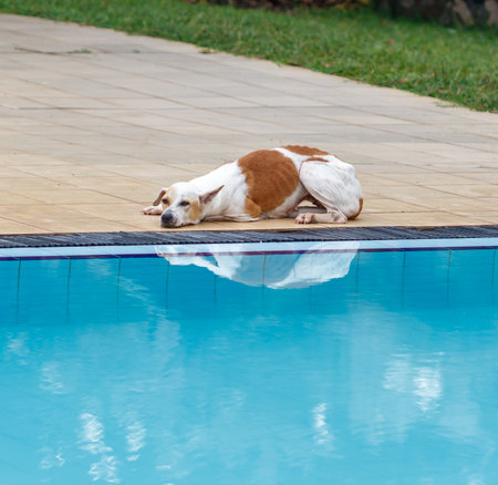 A dog is laying on the edge of a pool. The water is blue and the dog is brown and whiteの写真素材
