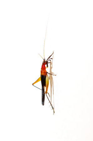 A bug is hanging from a string. The bug is yellow and black. The bug is on a white background