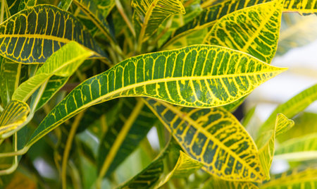 A leafy plant with green and yellow stripes. The leaves are large and the plant is in a potの写真素材