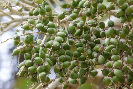 A bunch of green fruits hanging from a tree. The fruits are small and green in color. The tree is surrounded by a forestの写真素材