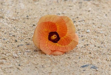 A flower is laying on the ground in the sand. The flower is orange and has a small black centerの写真素材