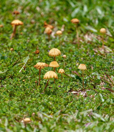 A field of mushrooms is growing in the grass. The mushrooms are all different sizes and colors, and...