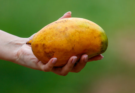 A person is holding a ripe mango in their hand. The mango is yellow and has a stem. The person is wearing a white shirtの写真素材