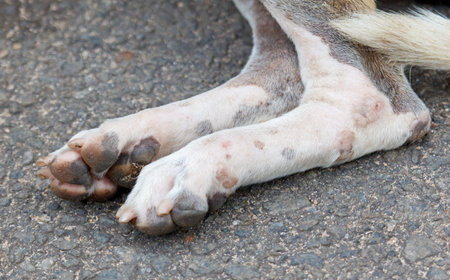 A dog's paw is shown with a few spots and a few scratches. The paw is on a road, and the dog is...