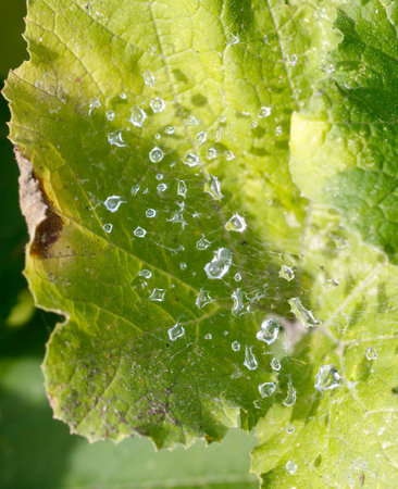 A leaf with a spider web on it and water droplets on it. The spider web is very fine and the water droplets are smallの写真素材