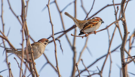 Two birds are perched on a tree branch. One bird is brown and the other is white. The birds are looking at something in the distanceの写真素材