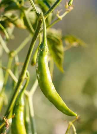 A green pepper is hanging from a plant. The pepper is long and slender, and it is surrounded by green leaves. Concept of freshness and natural beautyの写真素材