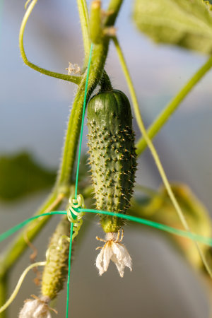 A cucumber is growing on a vine. The cucumber is green and has a lot of bumps on itの写真素材
