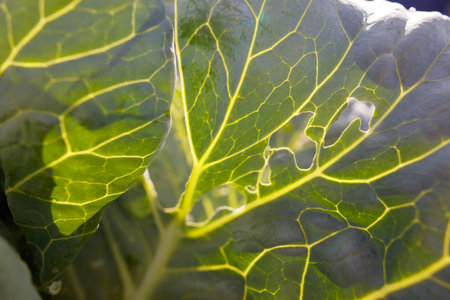 A leaf of a plant with a hole in it. The leaf is green and has a yellowish tint