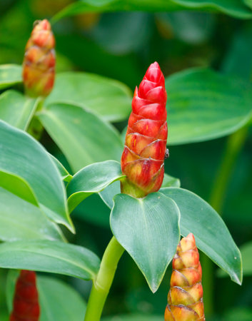 A cluster of red flowers with green leaves. The flowers are in the middle of the plantの写真素材
