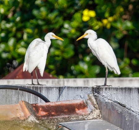 Two white birds standing on a ledge, one of which is looking at the other. The scene is peaceful and...