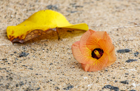 A yellow flower is on the ground next to a leaf. The flower is small and has a brown centerの写真素材