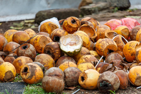 A large pile of rotten coconuts, with one of them open, sits on the ground. The pile is full of coconuts, some of which are cracked and others are rottenの写真素材