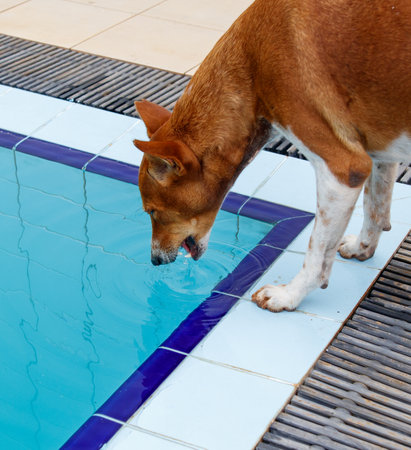 A brown dog is drinking water from a pool. The dog is looking at the camera. The pool is blue and has a blue borderの写真素材