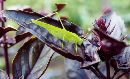 A green grasshopper is sitting on a leaf of a purple plant. The leaf is large and has a dark purple colorの写真素材